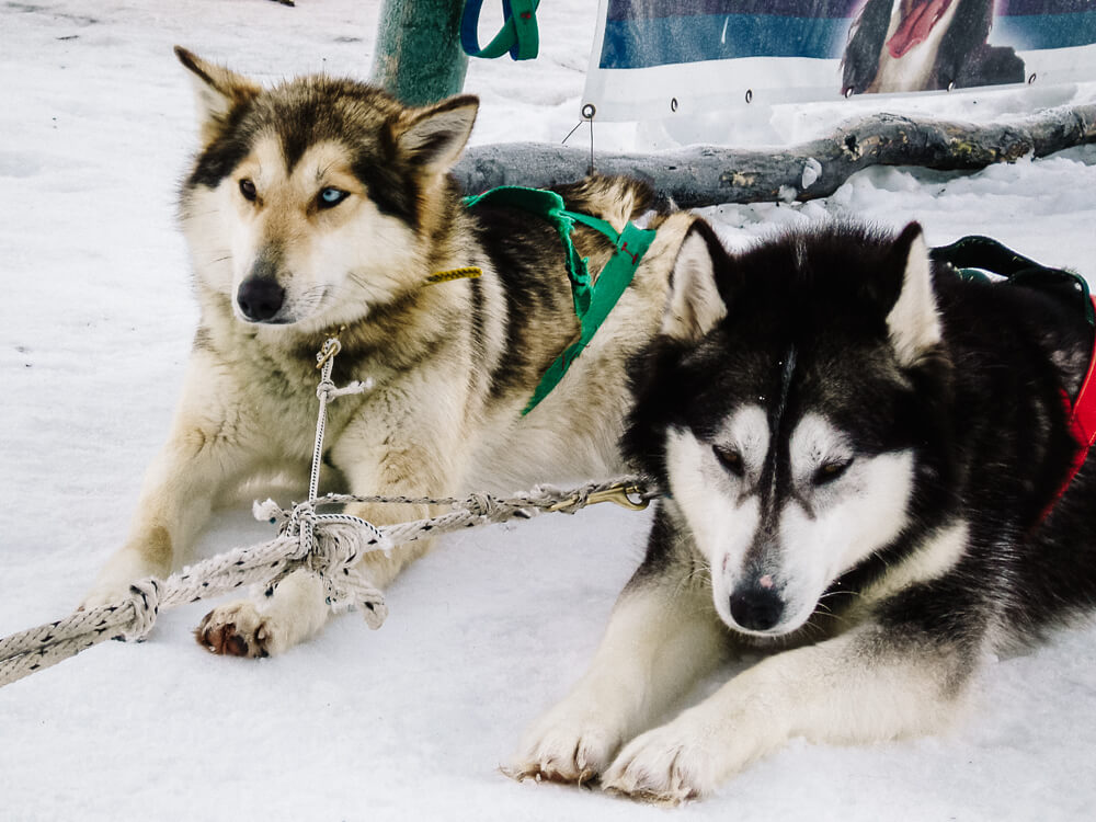 Husky dogs in Patagonia.