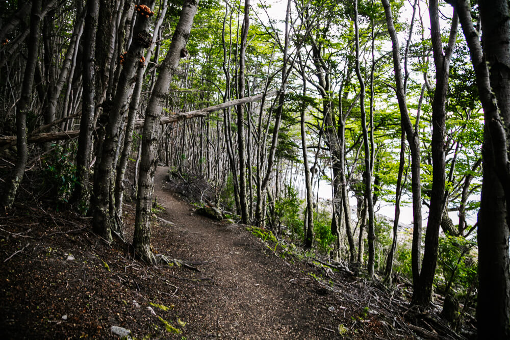 Patagonian forests.