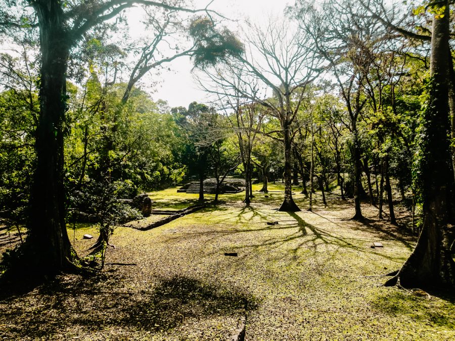 Maya ruins in the jungle.