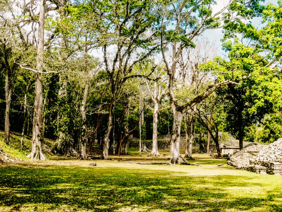 Maya ruins in the jungle.