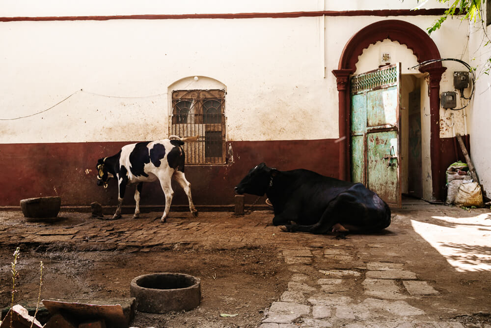 Cows are sacred in India and have to live in freedom as much as possible. 