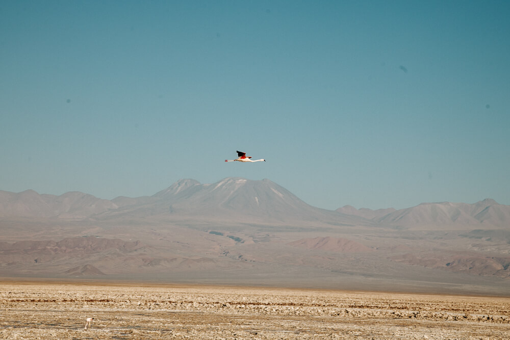 Laguna Chaxa is een zoutvlakte en lagune in het Los Flamencos National Reserve gelegen op 2300 meter hoogte en staat bekend om haar talloze roze flamingo’s.