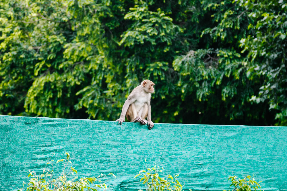 Monkey in India.