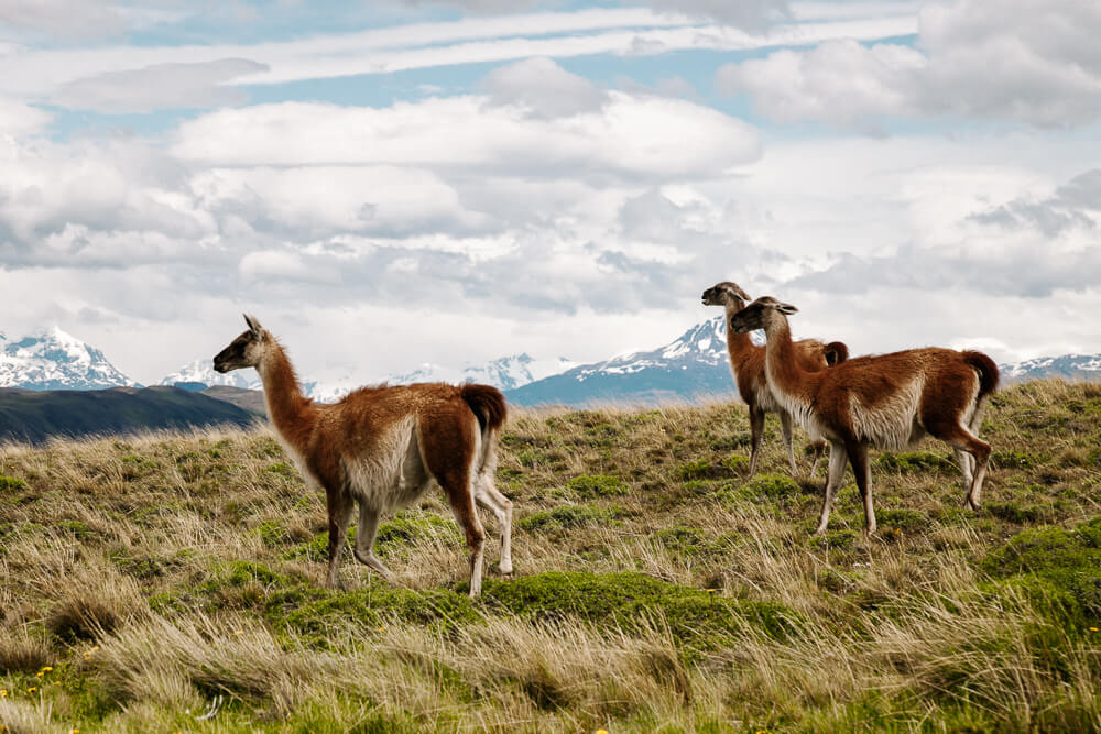 Guanacos.