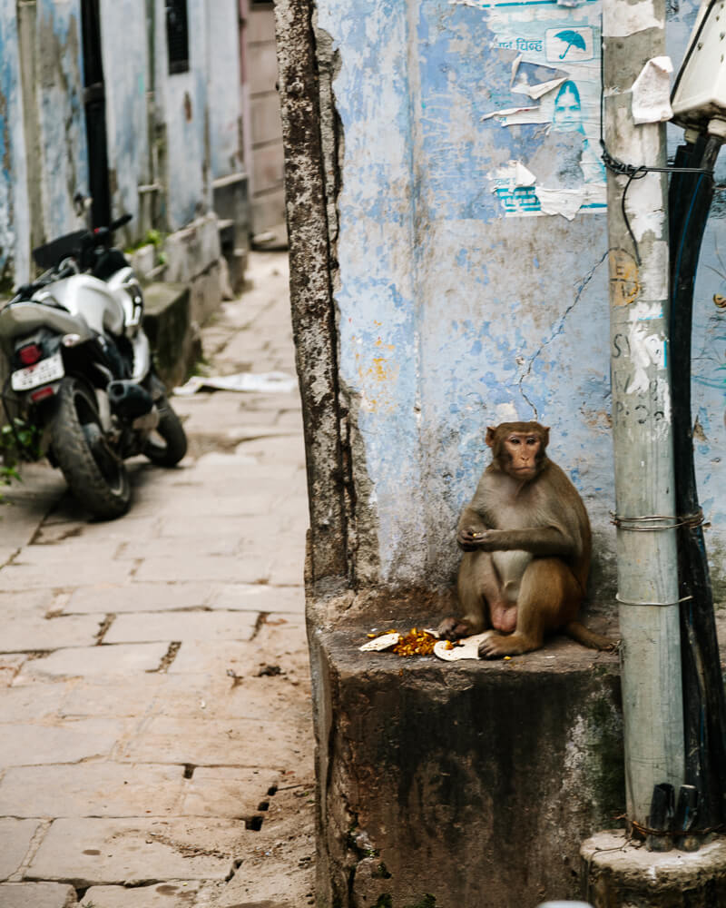 Apen op straat in Varanasi India.