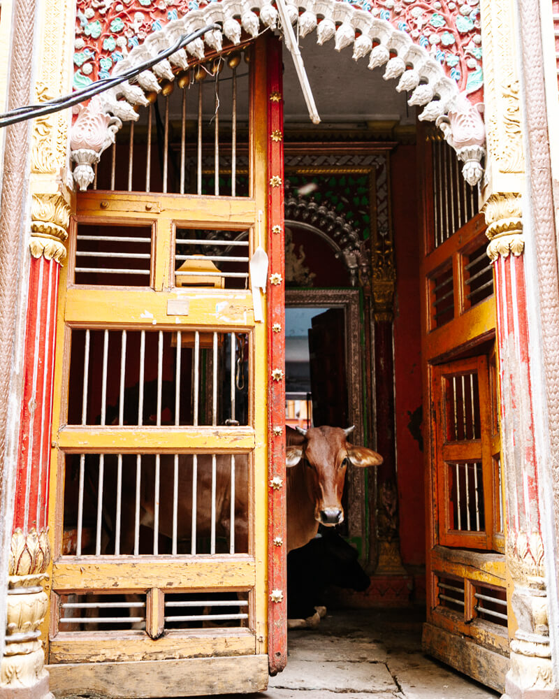 Cow in temple.