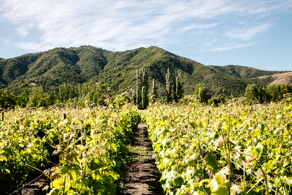 Grapes at Viña Vik.