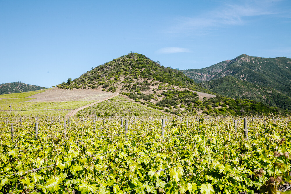 Vineyards in the Cachapoal Valley.