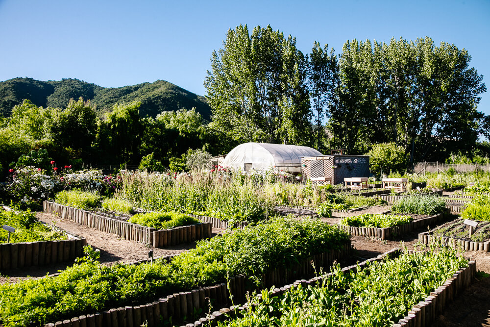 On the grounds of Viña Vik you will find one of the most idyllic vegetable gardens, which is managed by Camilo and team. 