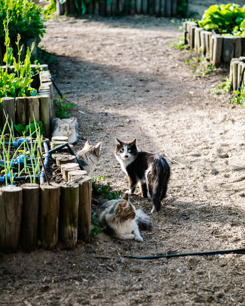 Cats in garden.