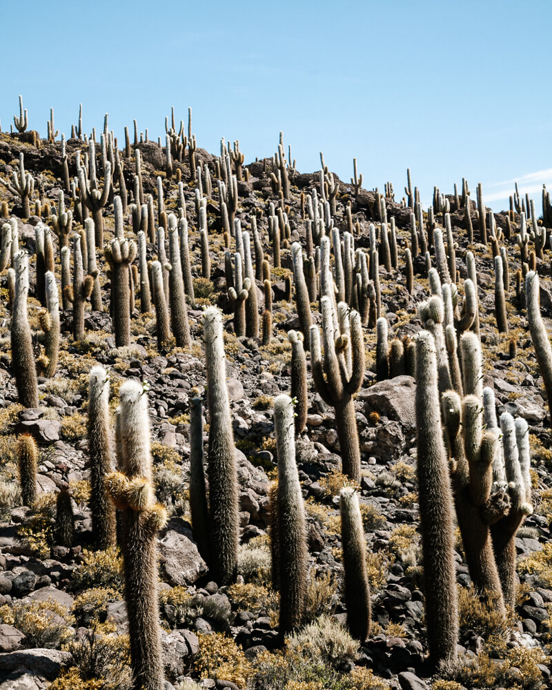 Isla Incahuasi with cacti.