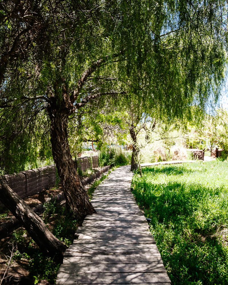 Trails surrounded by greenery in the desert.