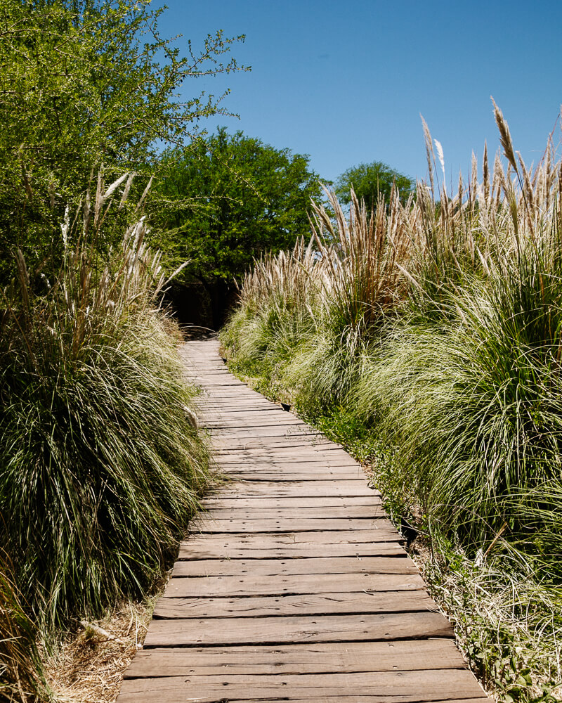 Trails surrounded by greenery in the desert.