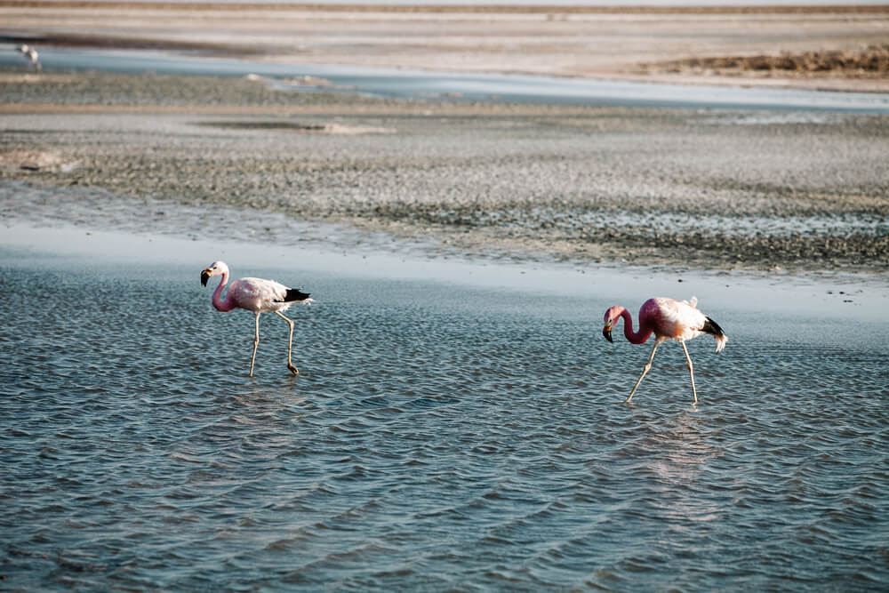 Flamingos at Laguna Chaxa.