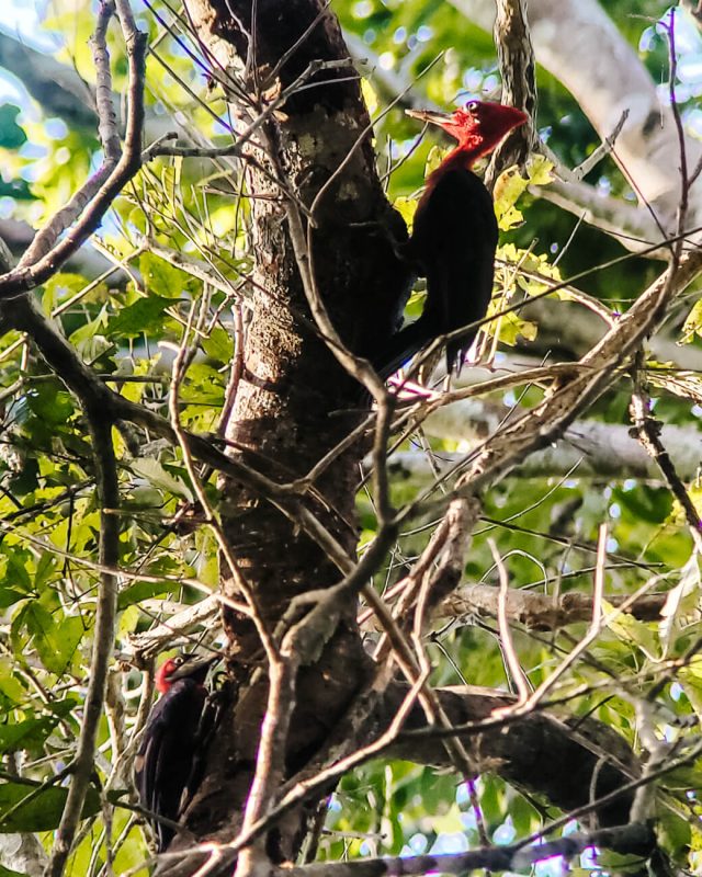 Specht in jungle van Peru.