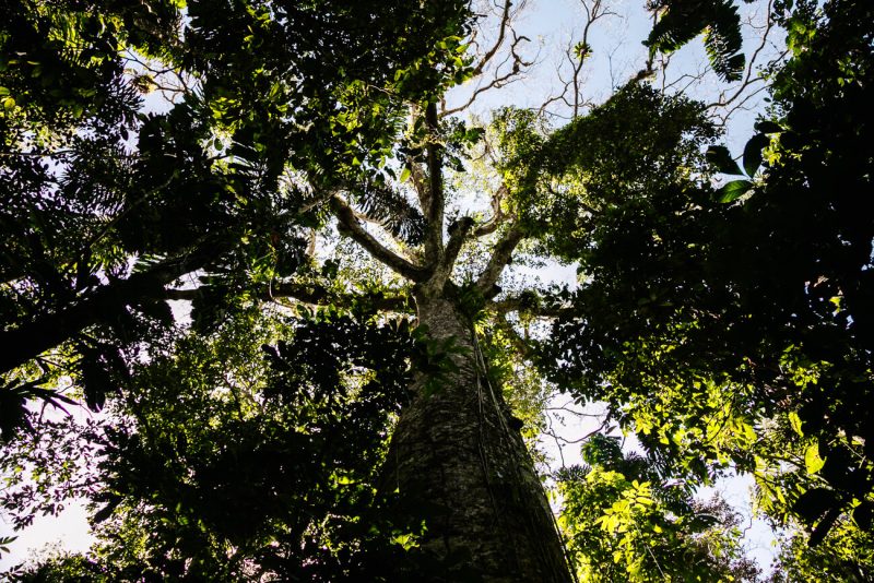 Hoge bomen in jungle van Peru.