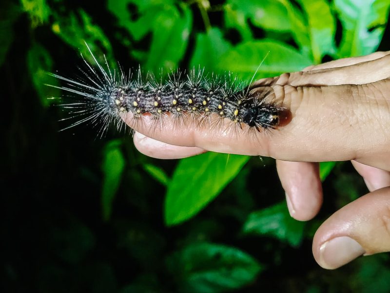 rups in Amazone van Peru