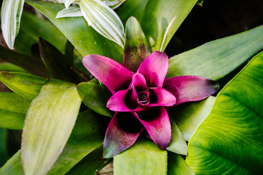 Flower in Colombia.