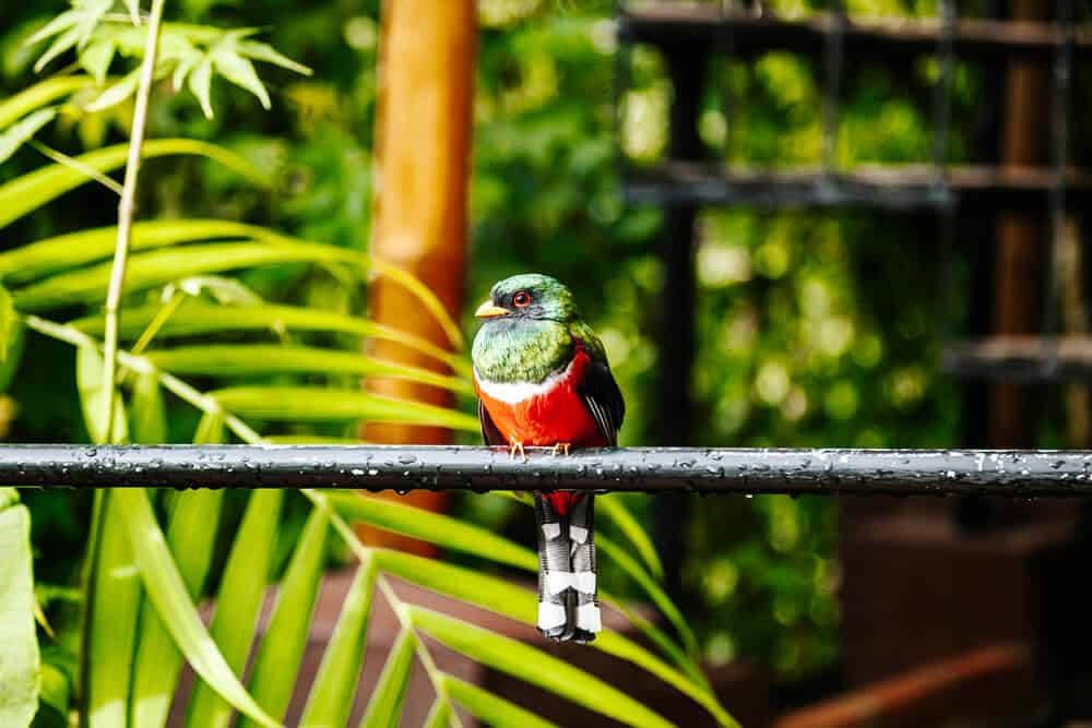 Trogon vogel in Ecuador.