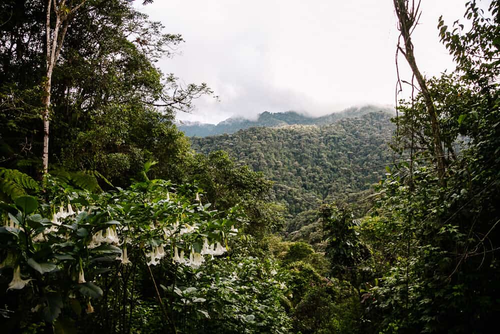 Uitzicht vanaf Bellavista Cloud Forest Lodge.