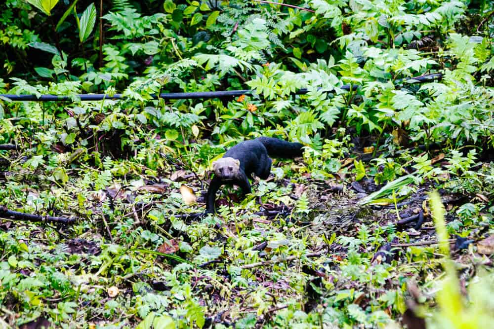 De tayra is een marterachtige die zich vaak in de ochtend vertoont.