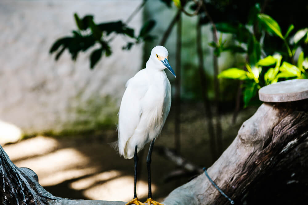 Reiger in Colombia.