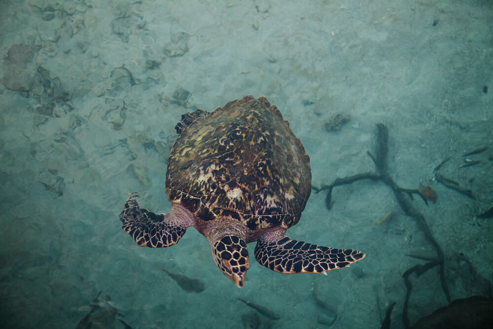 Reuzenschildpad op Oceanario Islas del Rosario in Colombia.