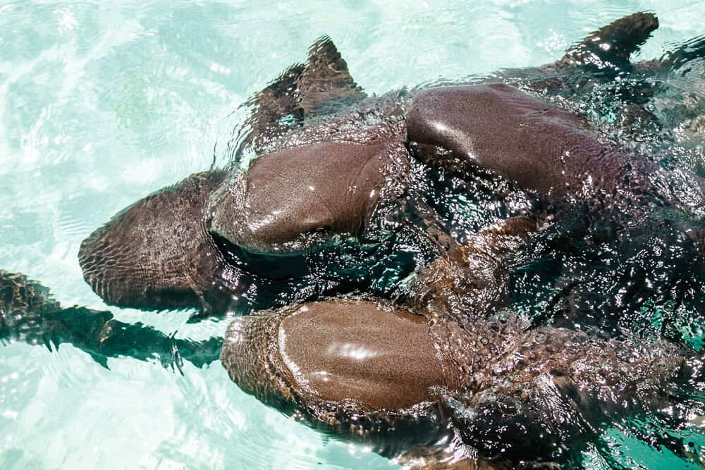 At Shark Ray Alley in Belize, you won’t believe your eyes when hundreds of sharks over 2 meters in size swime around you.