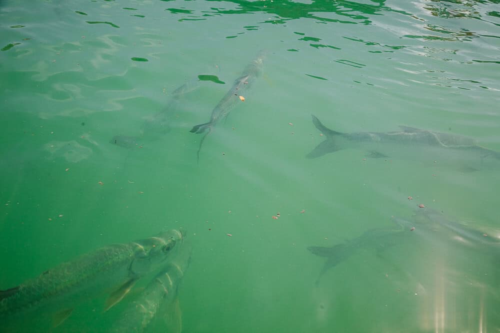 De tarpoen is een zoutwatervis die wel 2,5 meter lang en 150 kilo zwaar kan worden. 