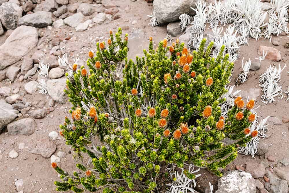 Vegetatie in Chimborazo Nationaal Park.