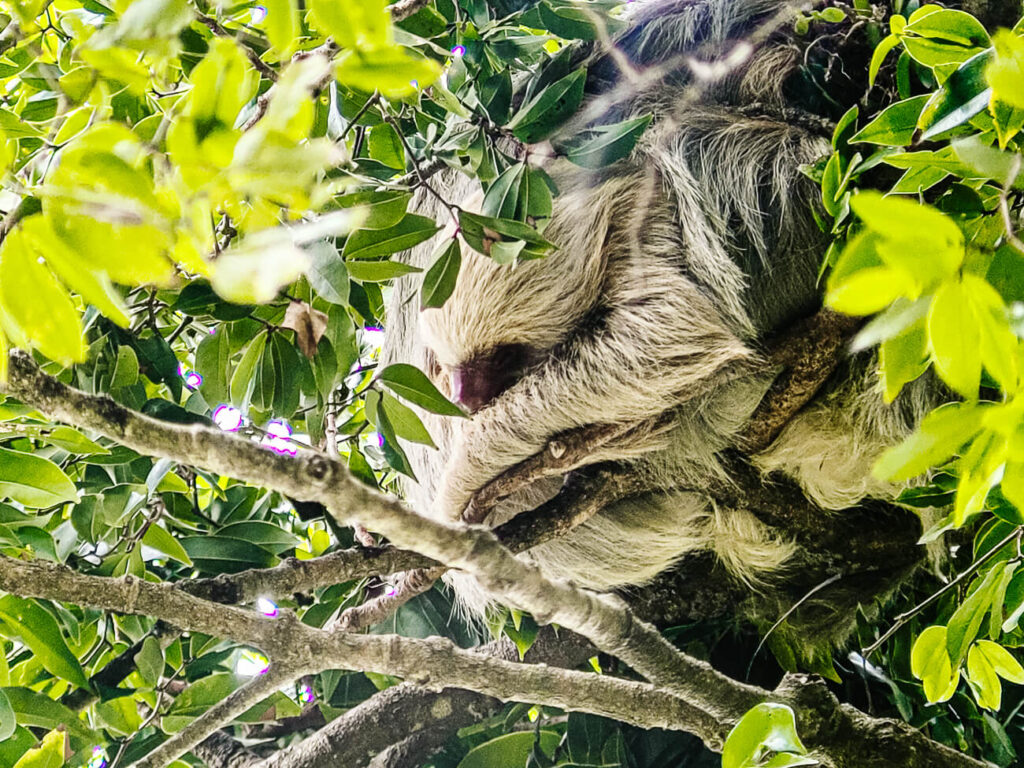 luiaard in Nationaal Park Manuel Antonio, een van de top bezienswaardigheden in Costa Rica.