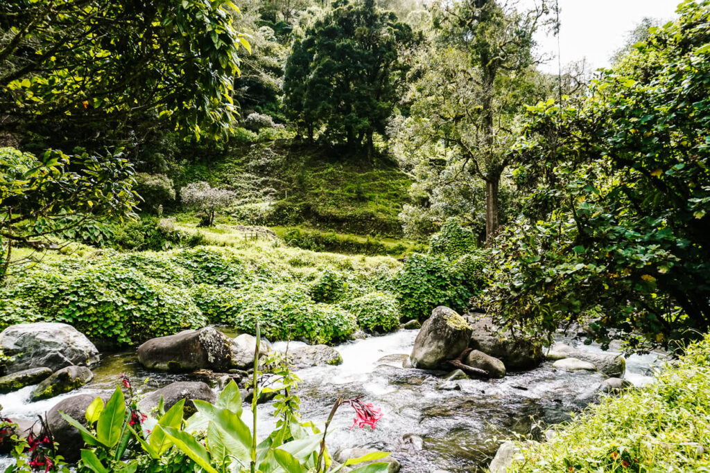 rivier met veel groen in San Gerardo de Dota Costa Rica