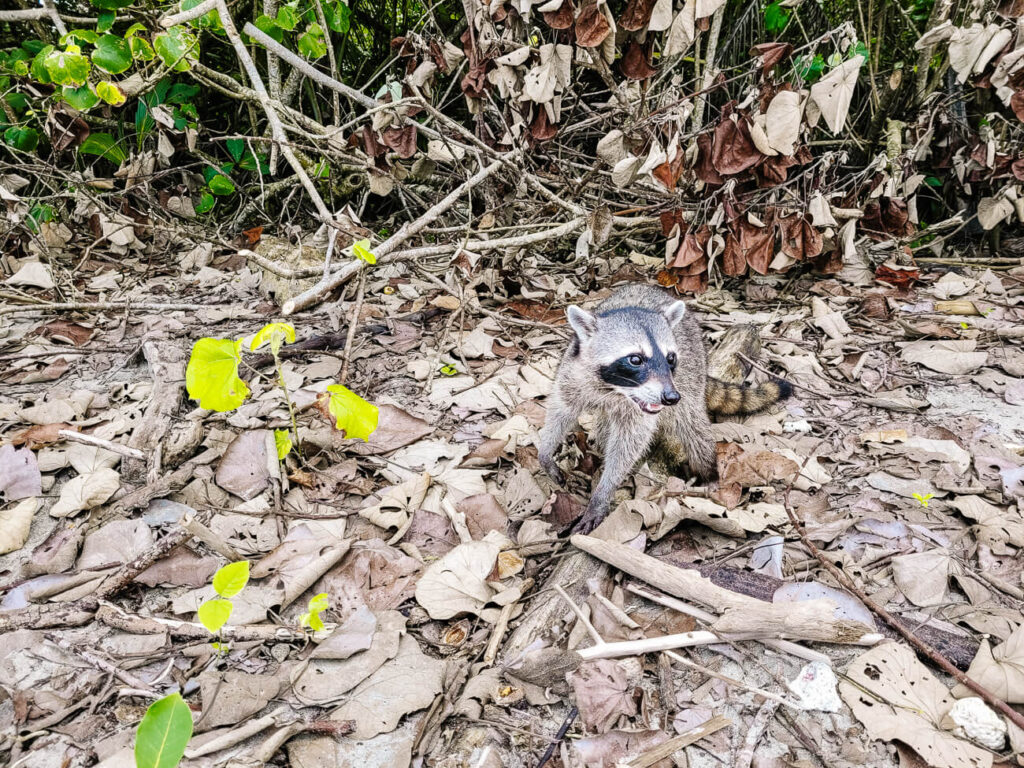 wasbeer in Nationaal Park Cahuita