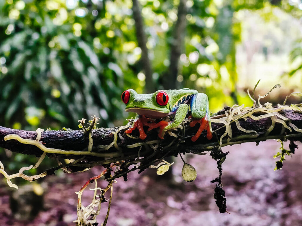 In Frogs heaven kun je talloze kikkersoorten van dichtbij bewonderen en fotograferen.