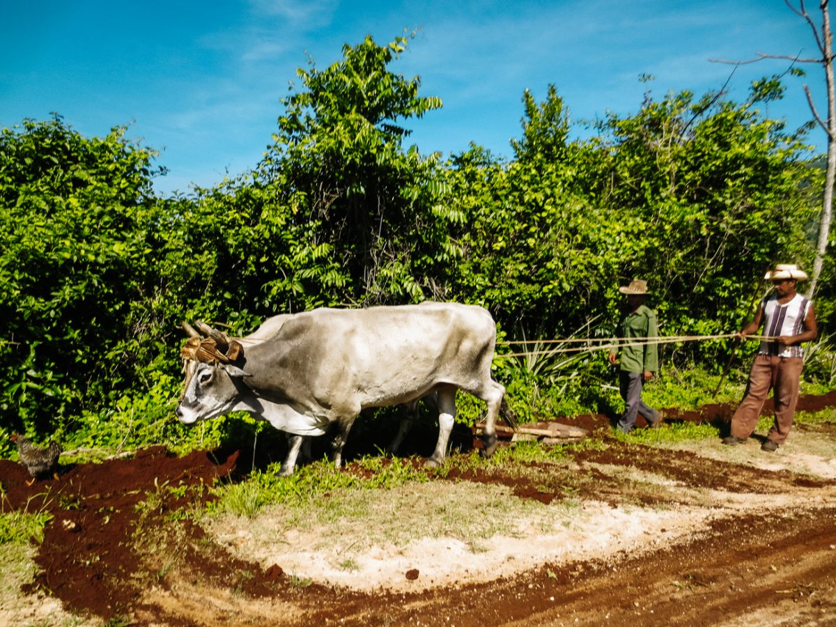 Cuba bezienswaardigheden Vinales