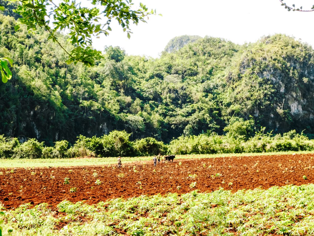 Cuba bezienswaardigheden Vinales