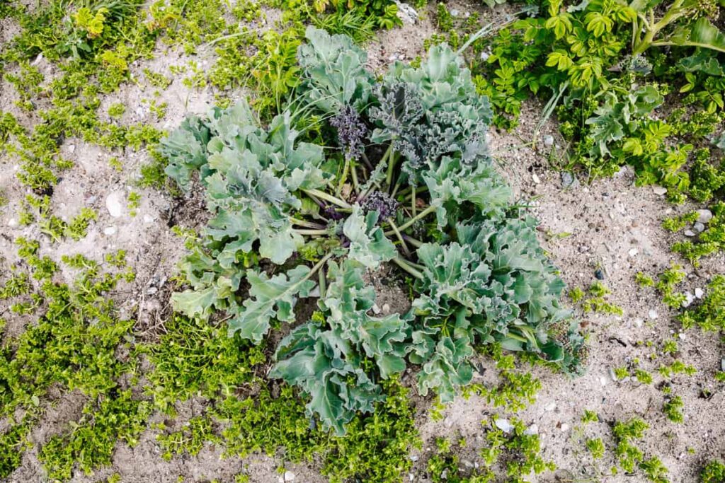 Eetbare plant op Funen Denemarken.