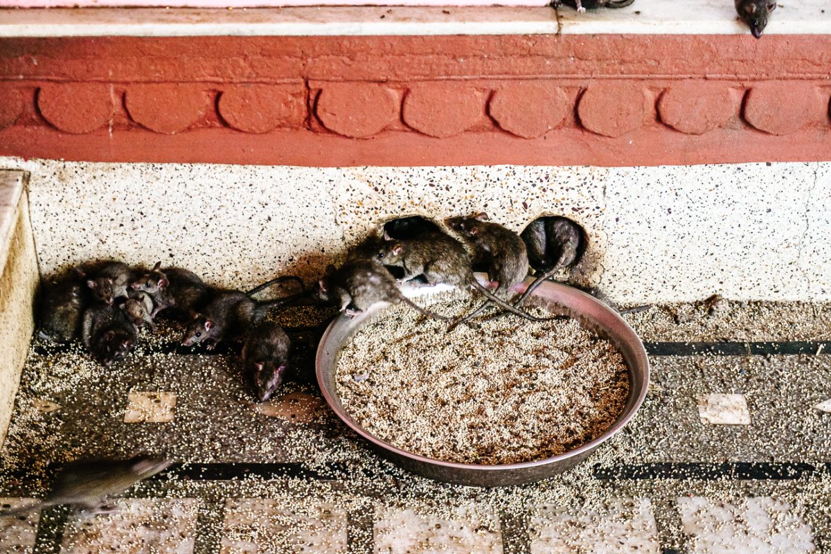 ratten in heilige tempel