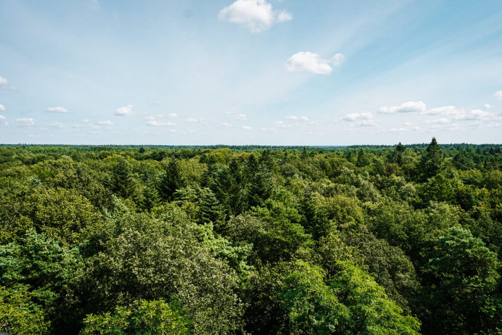 uitzicht vanaf de uitkijktoren bij de Poolshoogte in boswachterij odoorn