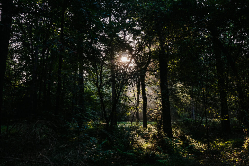 Zonsopkomst in Drenthe, Ga in alle vroegte op pad in de Hondsrug met Eko-tours, een leuke tip voor wat te doen in drenthe