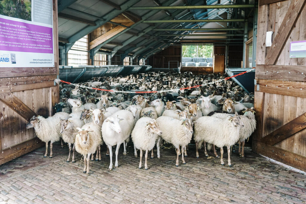 schapen van Schaapskooi Ruinen