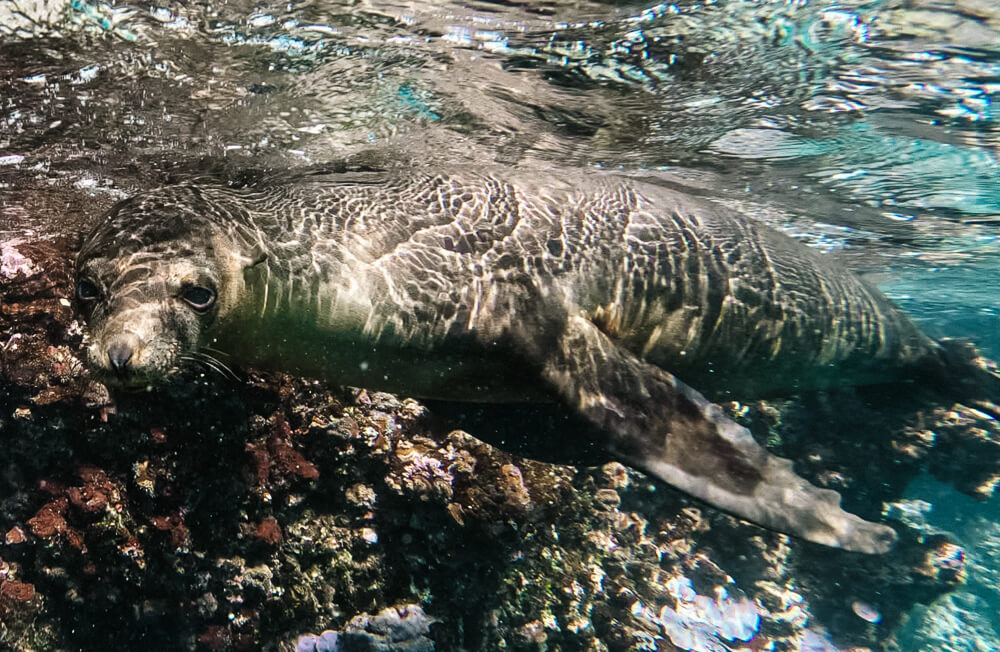 Sea lion.