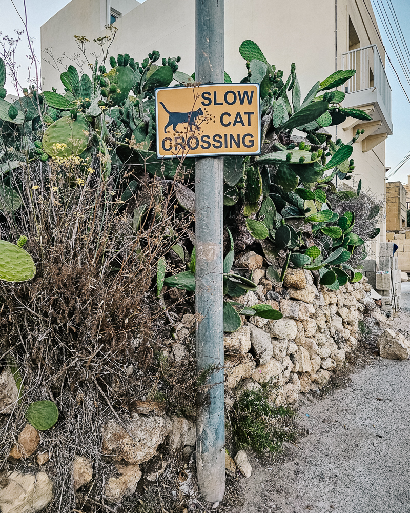 Slow cat crossing.