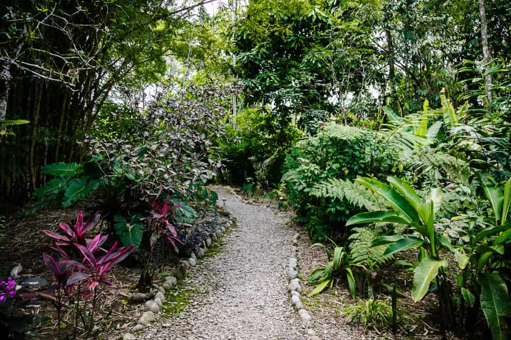 Wandelpaden bij Hamadryade Lodge nabij Tena Ecuador.