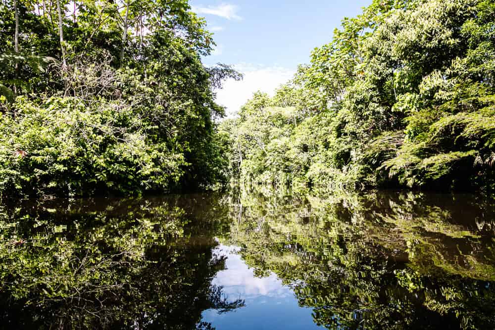 Omgeving van Rio Napo.