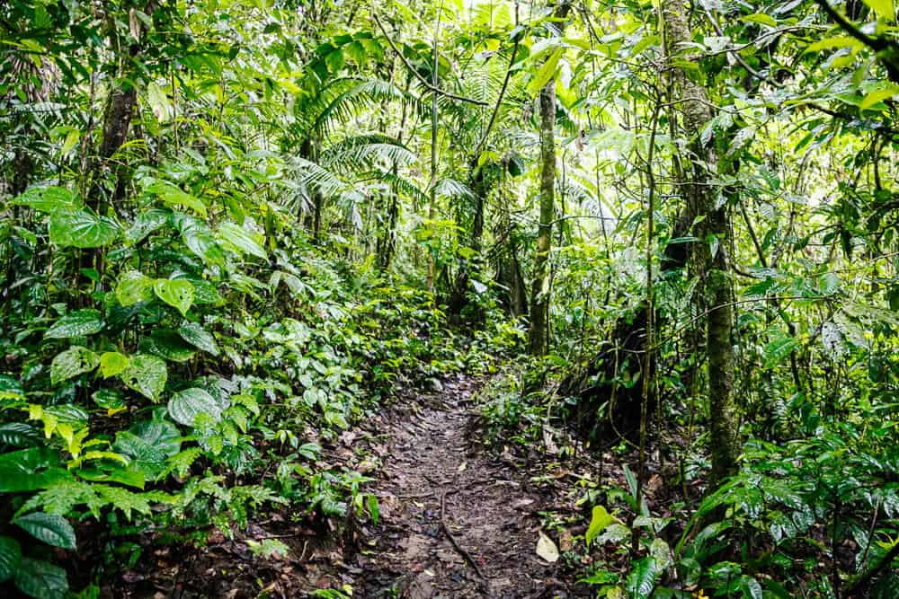 Wandelpaden in jungle