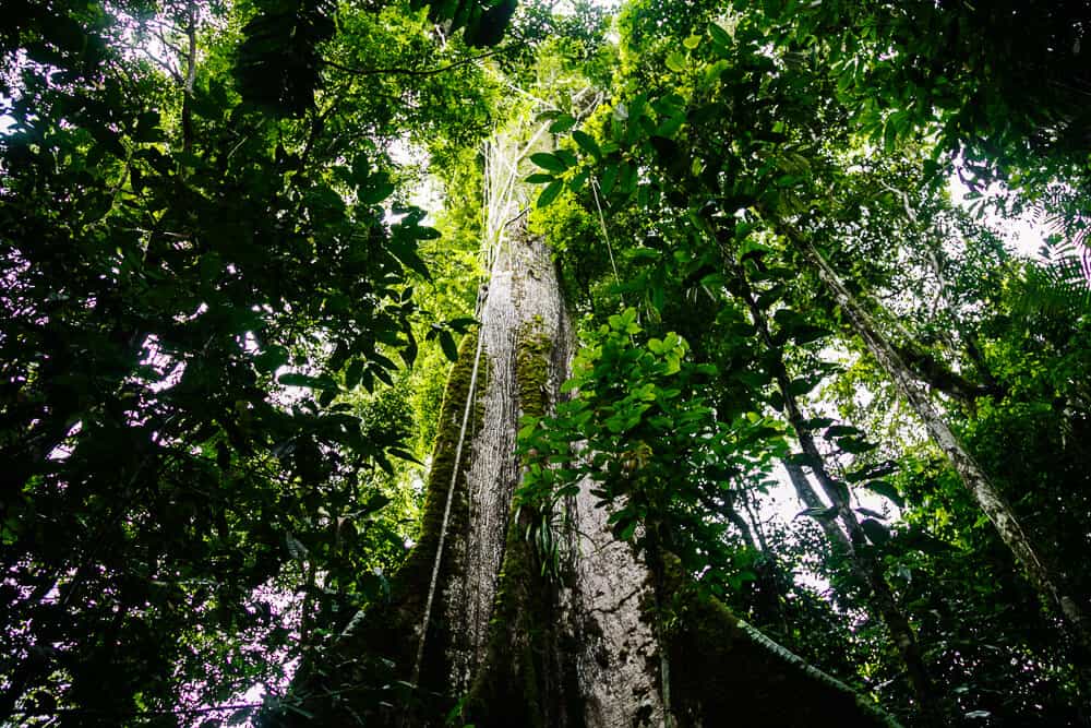 Ceiba boom in jungle.