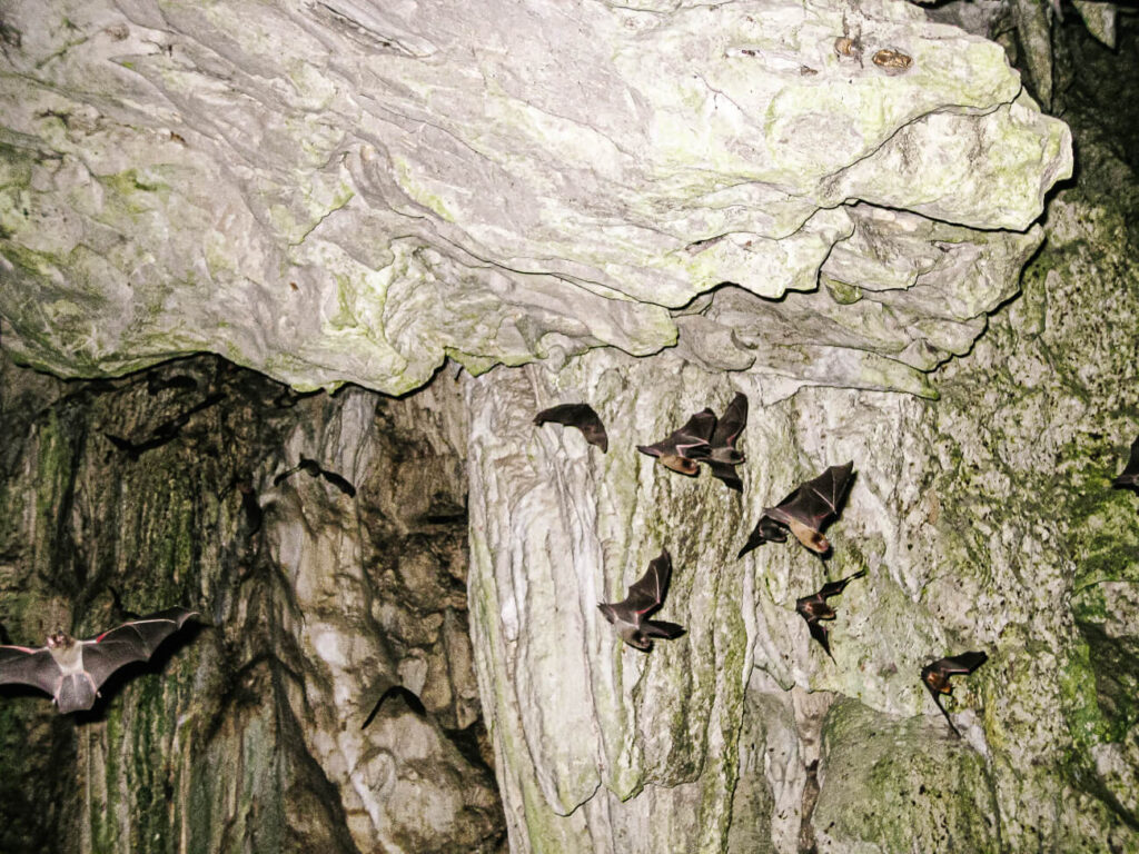 De Lanquin caves liggen aan de rand van het stadje en maken aan het einde van de dag een leuk uitstapje. Rond zonsondergang komen hier namelijk duizenden vleermuizen uitgevlogen.