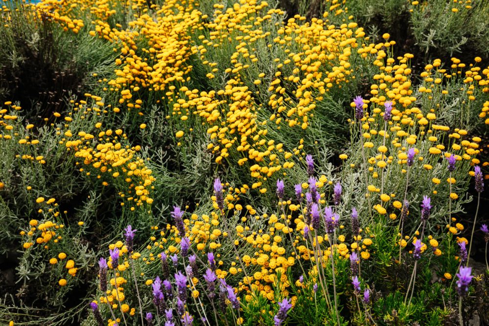 bloemen en kruiden in aromatische eilandtuin van Losinj Kroatie