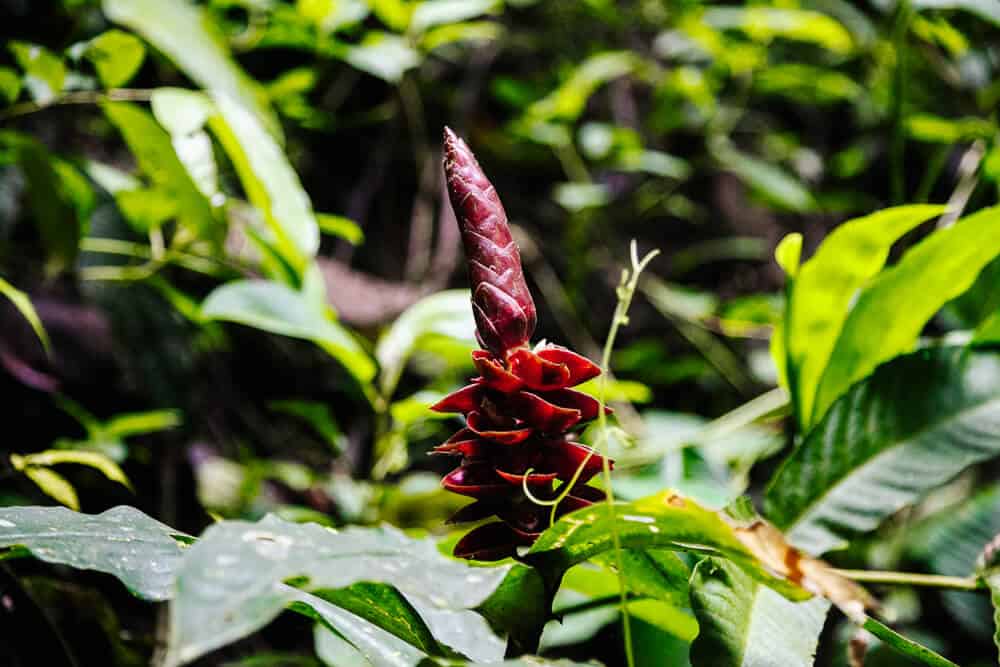 Orchidee in nevelwoud van Ecuador.